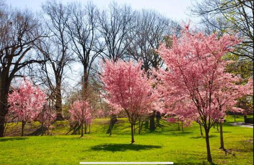 Cozy 1 BR, walk to subway, Free WiFi & Parking - Foto 23