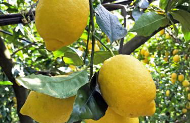 La Ciucciara Holiday Homes - Photo 41