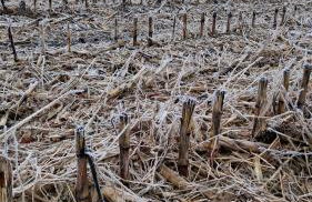 Badischer Neubau-Ruhe-Kunst-Natur - Foto 12