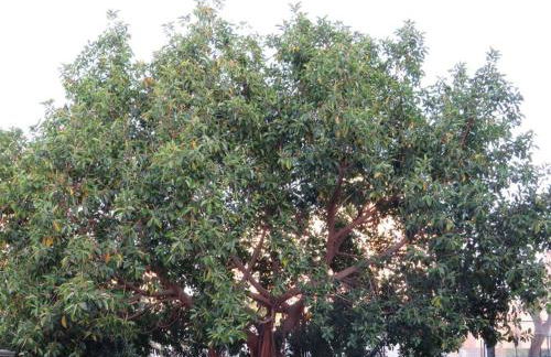 Relax nel verde- GioDaPi Palm - Foto 25