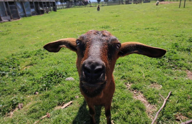 Agriturismo Porta Sirena - Foto 32