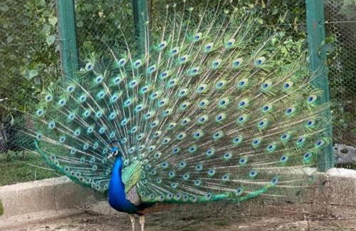 Arca dos Animais - Farming & SPA - Foto 52