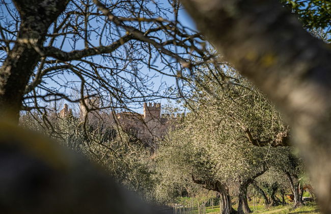 Terra di Gradara - Foto 72