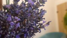 Maison de rue: Auch - Photo 5