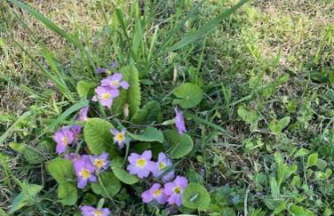 Maison splendide avec piscine - Foto 33