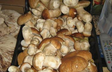 Podere Schioppello Casale con appartamenti privati - Foto 62