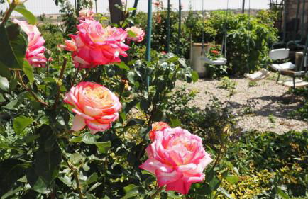 L'Era de Cal Roger - Foto 75