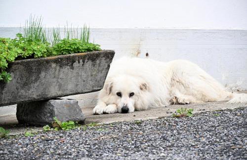 Maison Lagrave - Foto 29