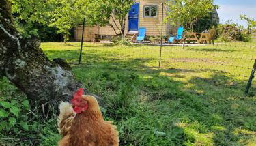 Cornwall Luxury Hot Tub Huts - Foto 5, Garden