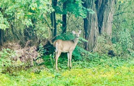 Unique Fully Restored Landmark Barn in Hudson - Foto 57