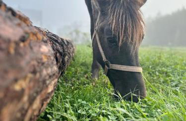 Cabanówka - Foto 34