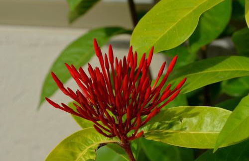 Residencial Portinari LTDA - Foto 57