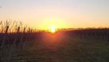 Apartment im Weingut - Foto 4