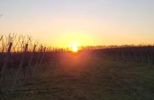 Apartment im Weingut - Foto 4