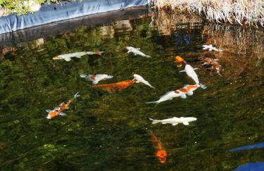 Ferienwohnung in der "Perle der Lausitz" - Foto 14