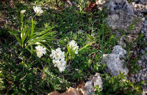 Villa Cecylia - Foto 44