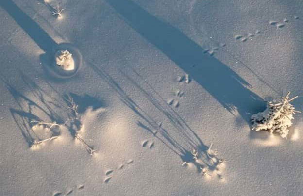 Trilha pelo Parque Nacional de Riisitunturi - Foto 10