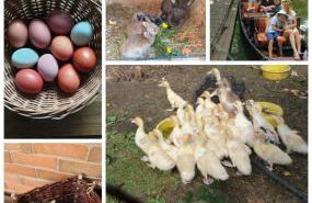 Spreewaldpension Beesk - Foto 9