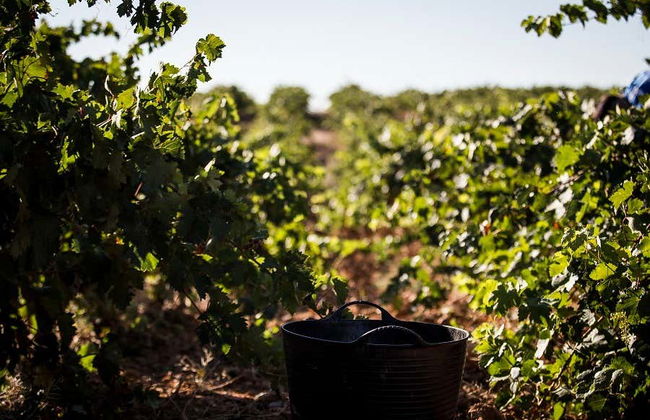 Visita a Eme Bodegas - Foto 6