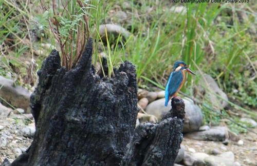 VilaPortuguesa - Foto 53