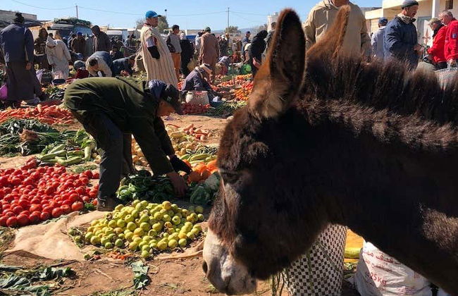 Amazigh Market Tour + Argan Oil Cooperative Visit - Foto 2