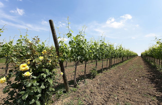 Poolside Vacation Home, Foiano - Foto 29