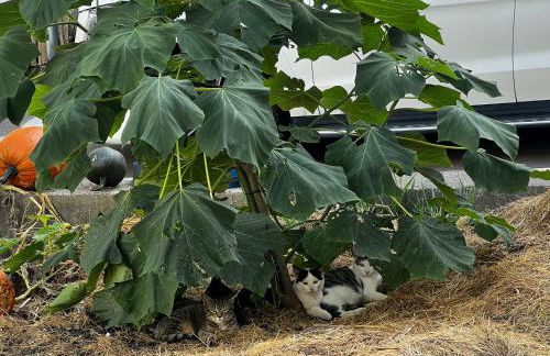 Landhaus Himmelsbach 22 - Foto 43