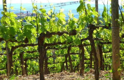 Castel Brunello - Foto 54