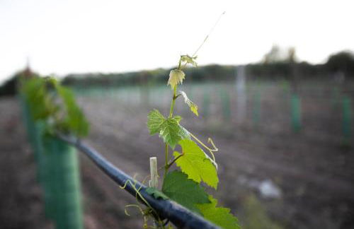 Cortijo Botánico el Cerro - Foto 13