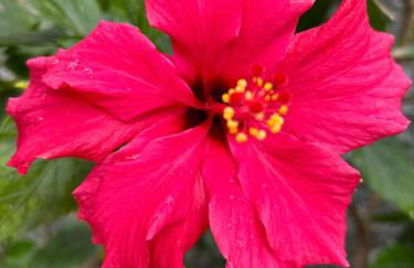 Tropical Garden - Photo 19