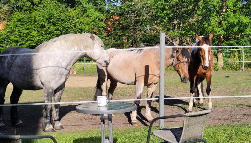Ferienwohnung zur Pferdekoppel - Foto 2, Garden
