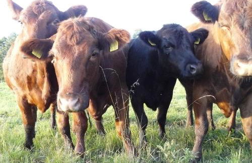 Hollerhof - Urwüchsiges Paradies - Kreativurlaub - Foto 42