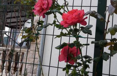 Apartments Punta Milna - Photo 45