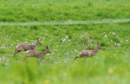 Ferienhaus am Sauerbrunnen - Foto 20