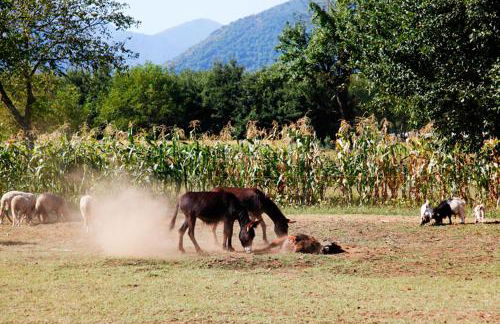 Azienda Agrituristica Pericle - Foto 56