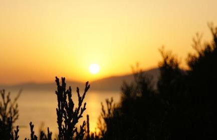 Camélia Plein Soleil Bord de Plage - Photo 25