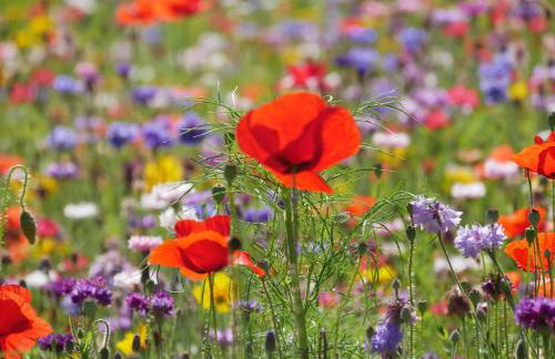 Baumgartnerhof - Foto 19