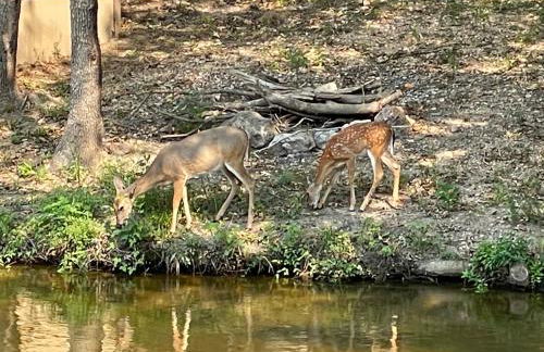 STAIRS OPTIONAL! Lakefront! Pool! On Water! Convenient Fishing! - Photo 55