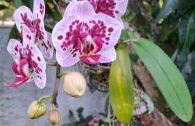 Casa das flores - Foto 21