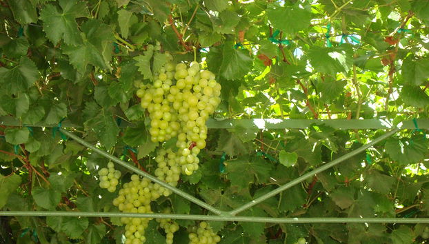 Mexican Wine and Tasting - Private Tour - Photo 3