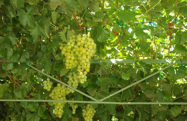 Mexikanischer Wein und Verkostung - Private Tour - Foto 3