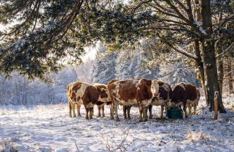 Weidelandfarm am Riebener See - Photo 11