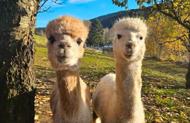 Auszeit zwischen Fellnasen - Foto 34