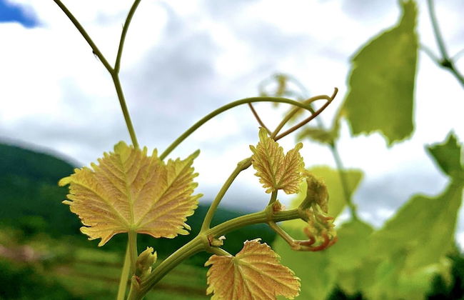 Casa Grande do Seixo - Photo 50