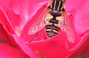 Ferienhaus Scholien - Foto 35