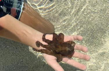 Ilha de Boipeba kitnets para temporada - Morada dos Pássaros Boipeba - Foto 69