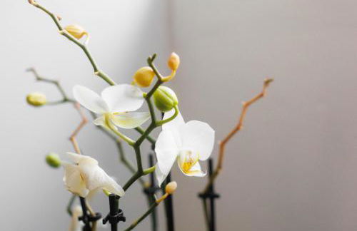 Banksia Cottage - Foto 17