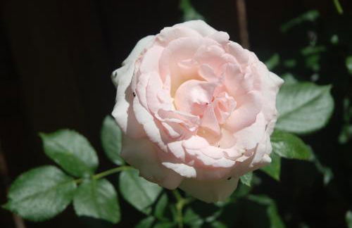 Rose Garden Studio - Foto 17