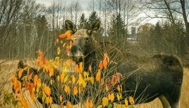 Ostoja Stacze - Foto 3