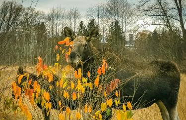 Ostoja Stacze - Foto 3